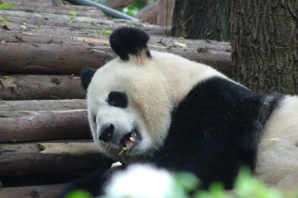 China - Chengdu - 