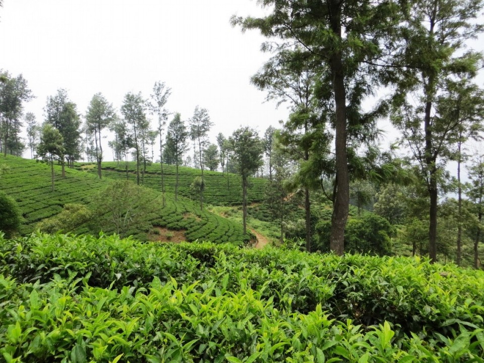 Indien - Coonoor - 