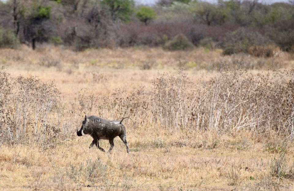 Botsuana -  - Pumba war auch wieder unterwegs.
