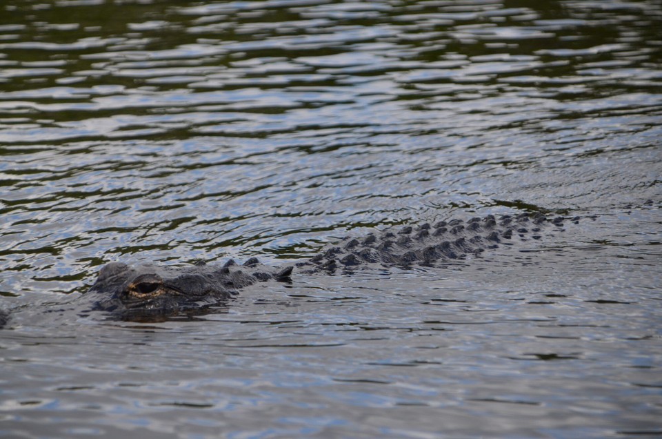 USA - Miami - Alligator