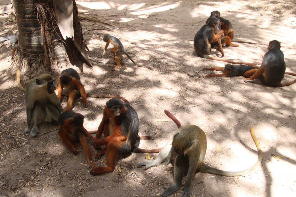 Gambia - Sukuta - Monkey Forest