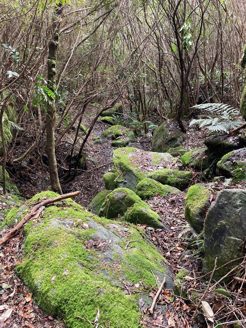 Neuseeland - Whataroa - Heute geht’s zurück, mal sehen ob es heute besser läuft. Die Hindernisse hab ich ja schon einmal überwunden - jetzt in umgekehrte Richtung