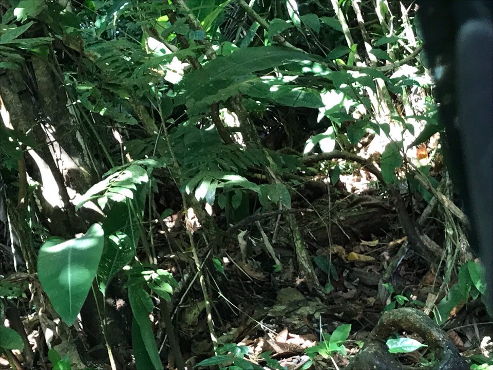 Costa Rica - San Carlos - 