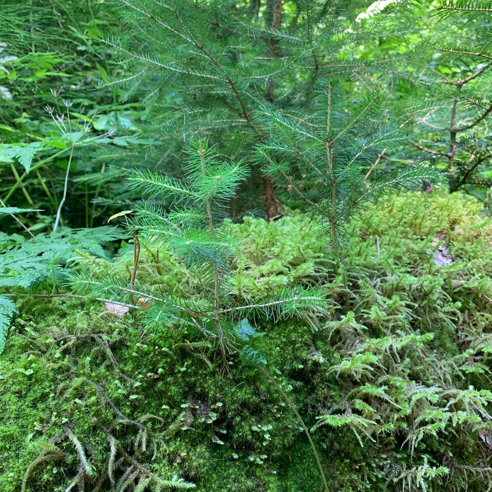 Österreich - Scheffau am Wilden Kaiser - 