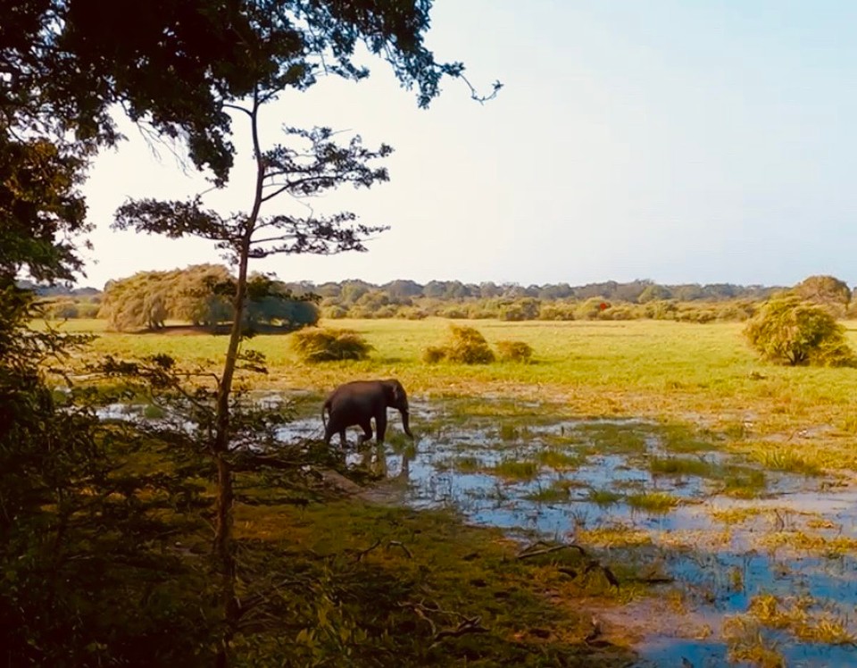 Sri Lanka -  - 
