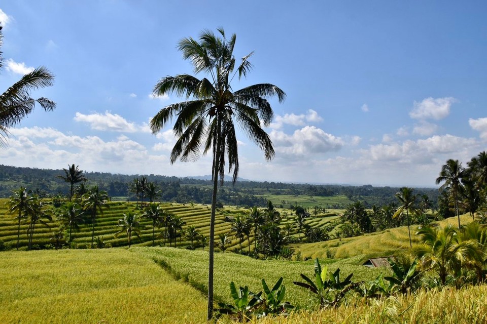 Indonesien - Tabanan - 