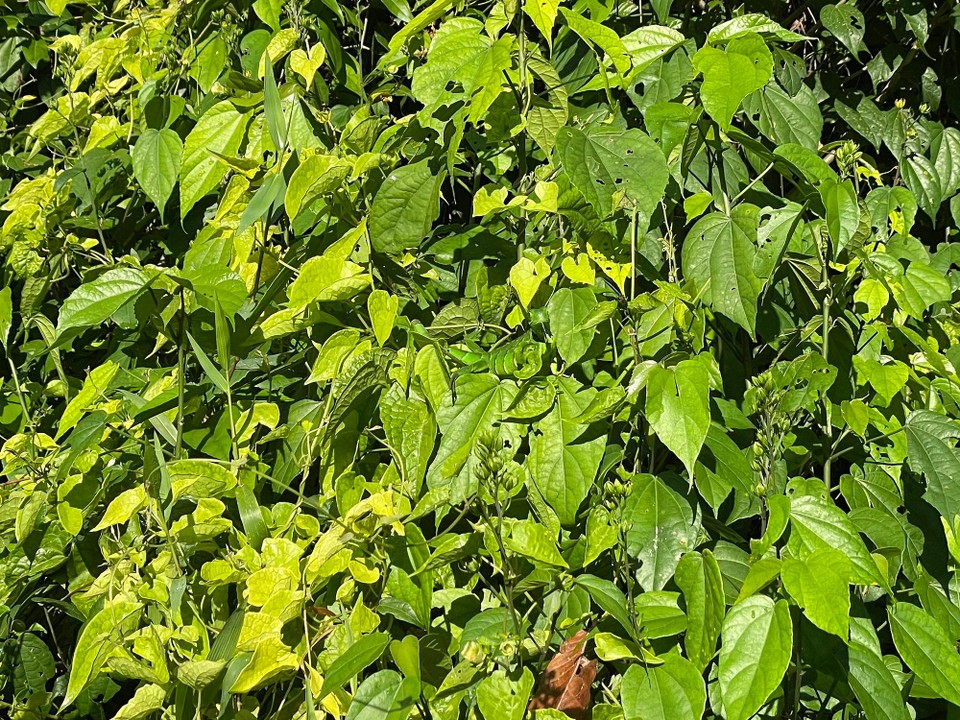 Costa Rica - Pococí - Schwierigkeitsgrad wird erhöht - 2. Suchbild 🔍 