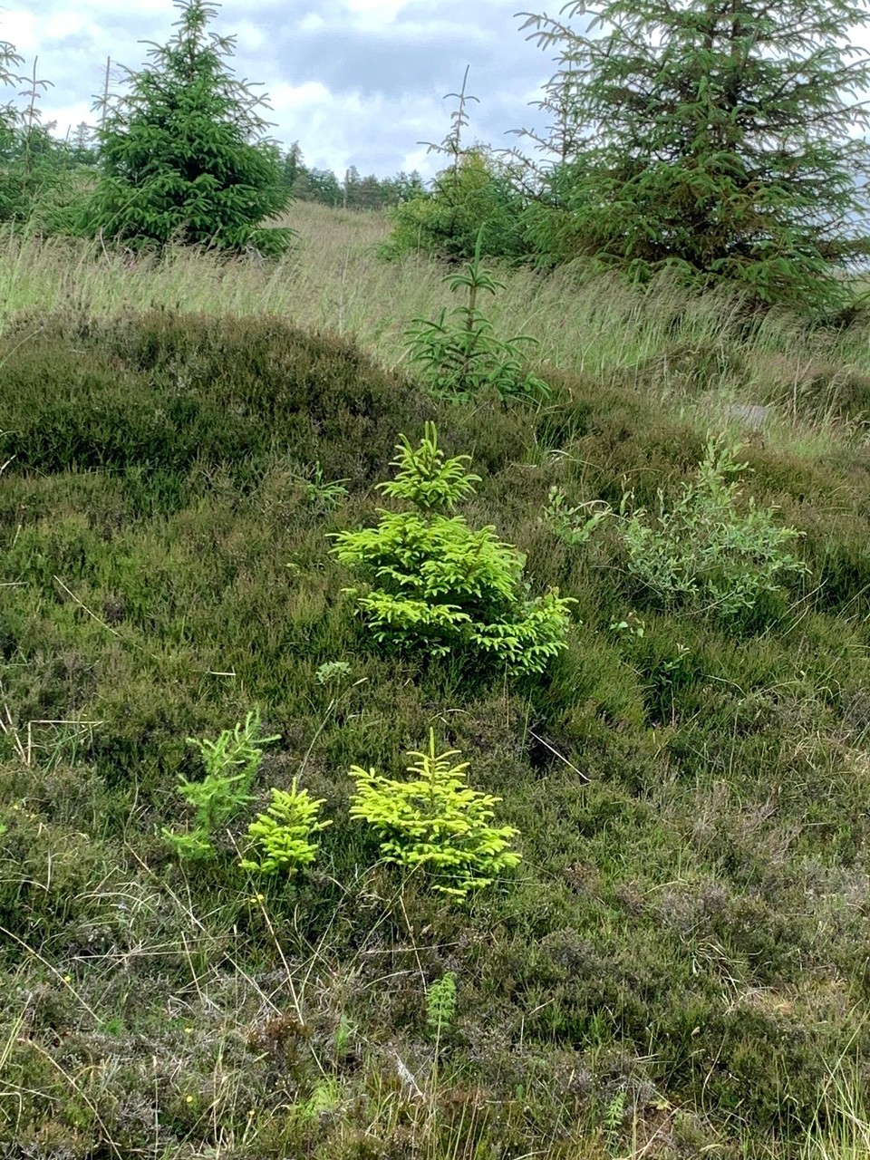 Vereinigtes Königreich - Huntly - Obwohus bewöukt isch gsi, hei die nöie Triibä vo de Tanndli extreem glüüchtet (ufem Foto leider nid ganz eso schön zerkennä).
