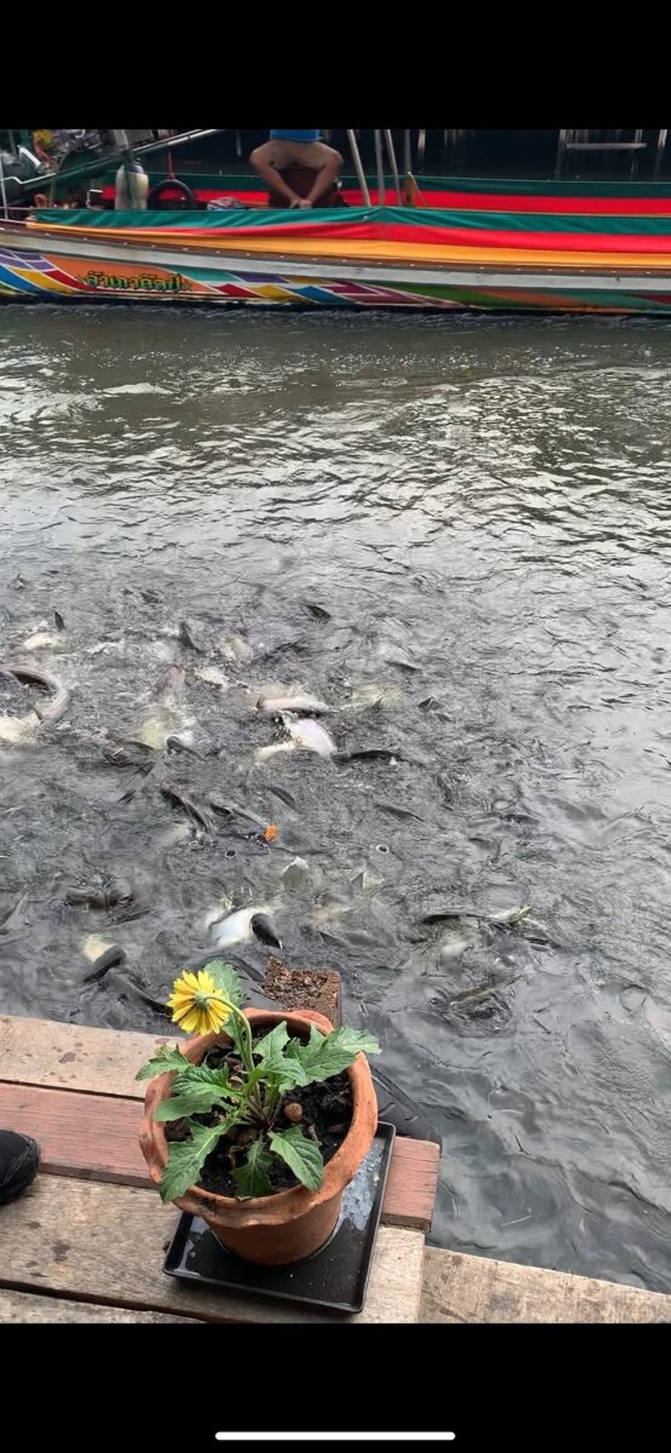 Thailand - Bangkok - Und hier kommen sie, die hungrigen Welse. Und einer hat sogar im Sprung aus dem Wasser das Futter in der Luft aufgefangen. Gesehen hat das aber komischerweise nur sie
