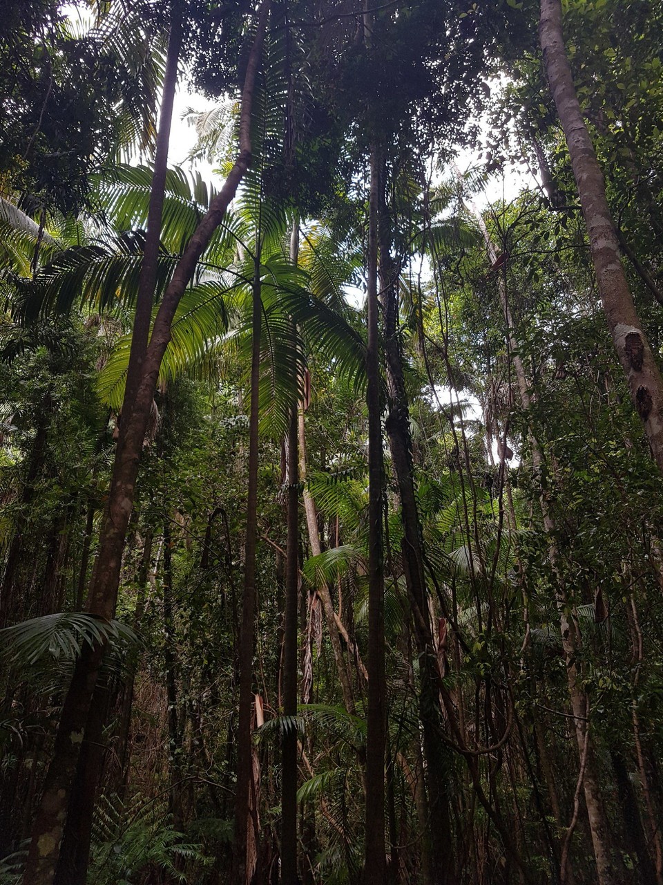 Australia - Fraser Island - 