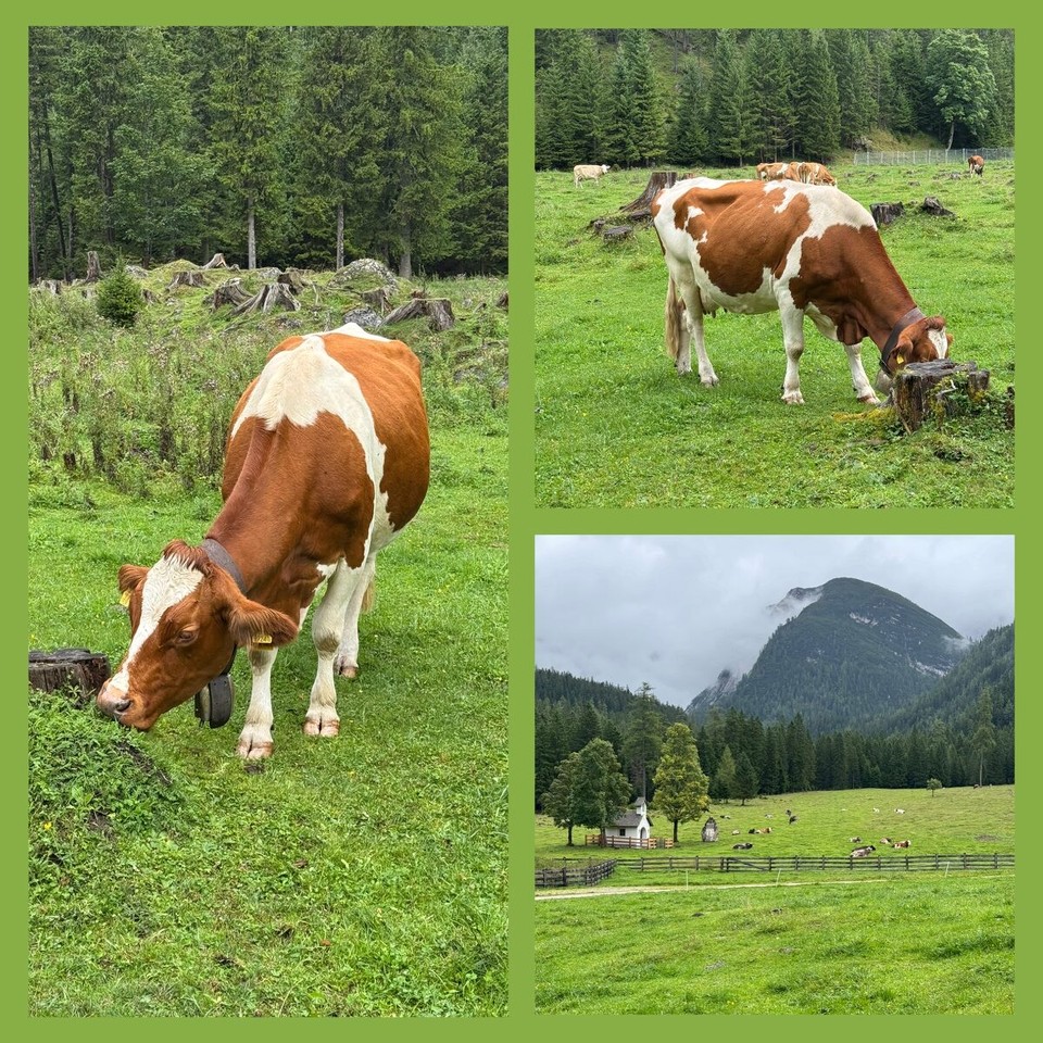Österreich - Scharnitz - 