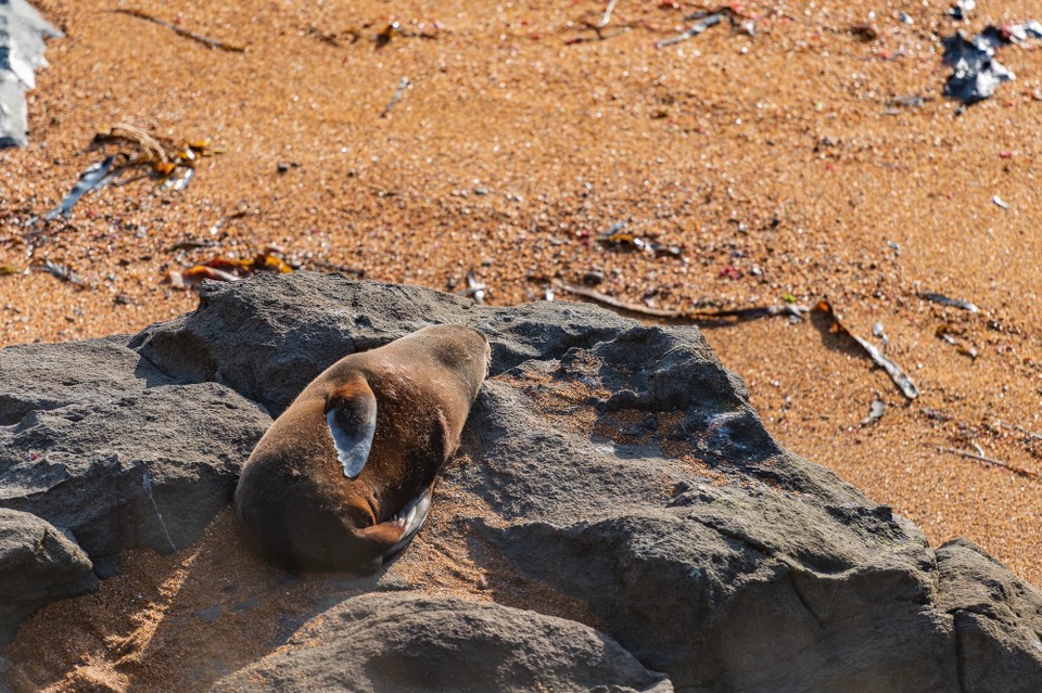 Neuseeland - Moeraki - 