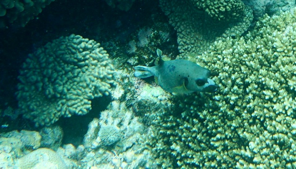 Australien - Green Island - Einen süßen kleinen Kugelfisch haben wir getroffen.