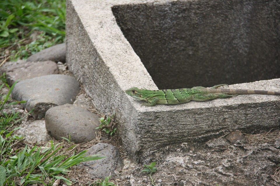 Costa Rica - Liberia - 