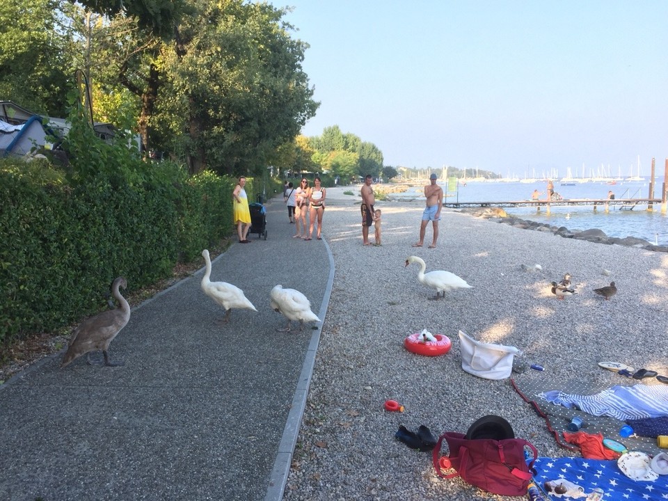 Italien - Moniga del Garda - Auf der Flucht vor den Schwänen ...