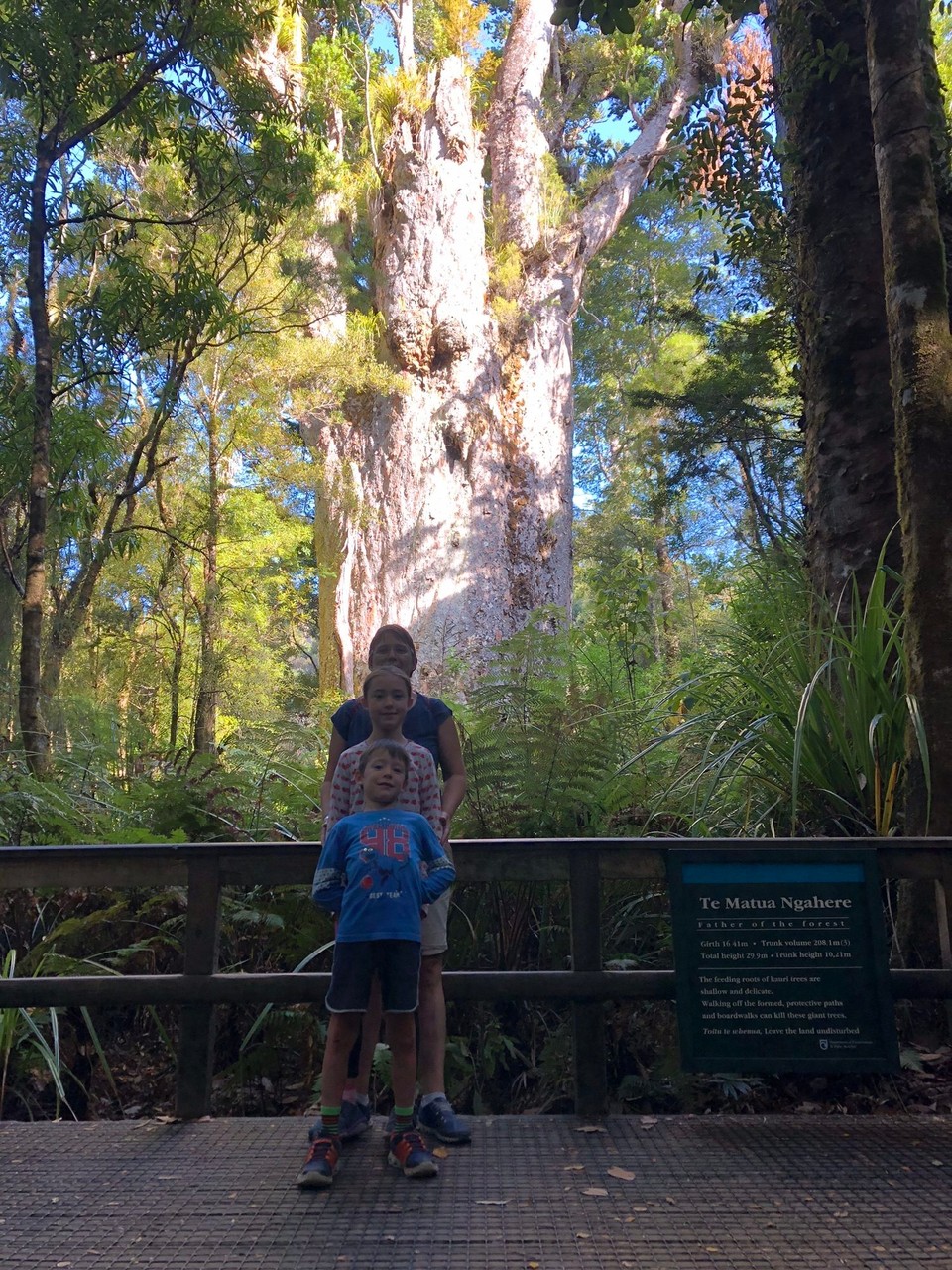 Neuseeland - Waipoua Kauri Forest - Und das ist er: Te Matua Ngahere. Er hat einen Umfang von 16 Metern und ist etwa 30 Meter hoch. Er ist über 1000 Jahre alt.