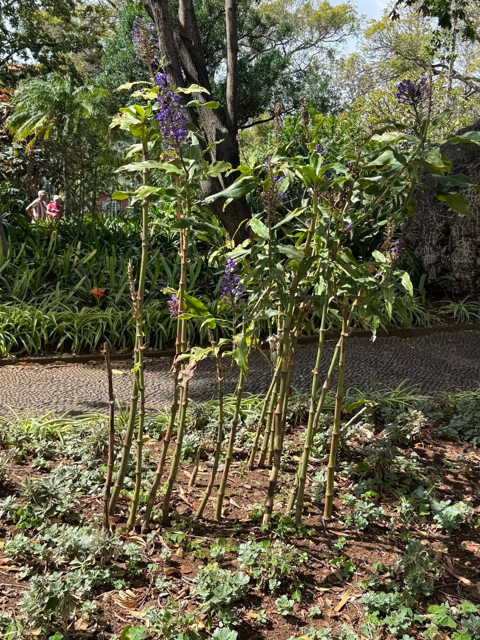 Portugal - Funchal - 