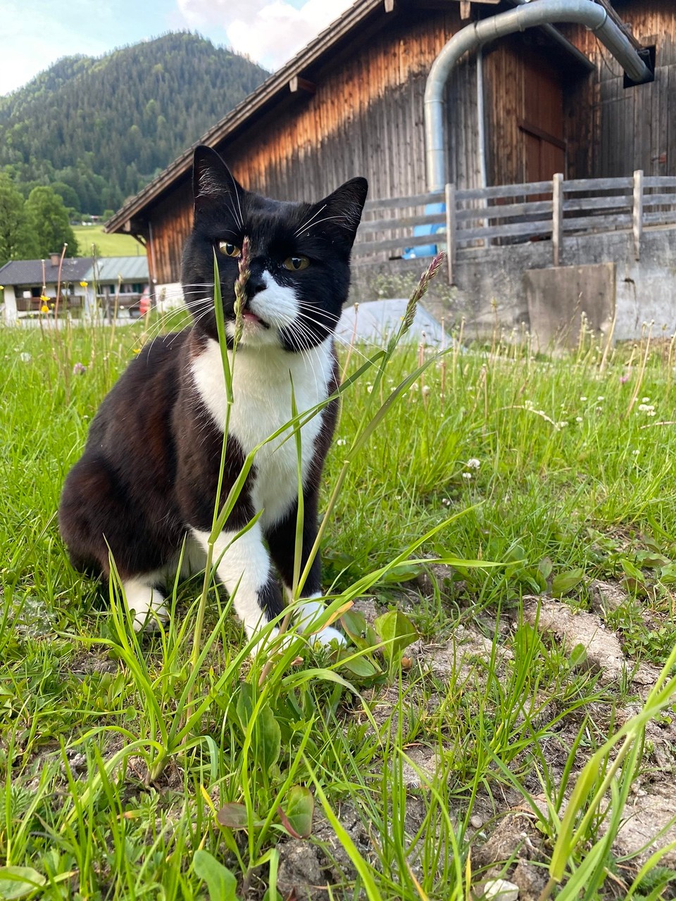 Deutschland - Ramsau bei Berchtesgaden - Der Hauskater