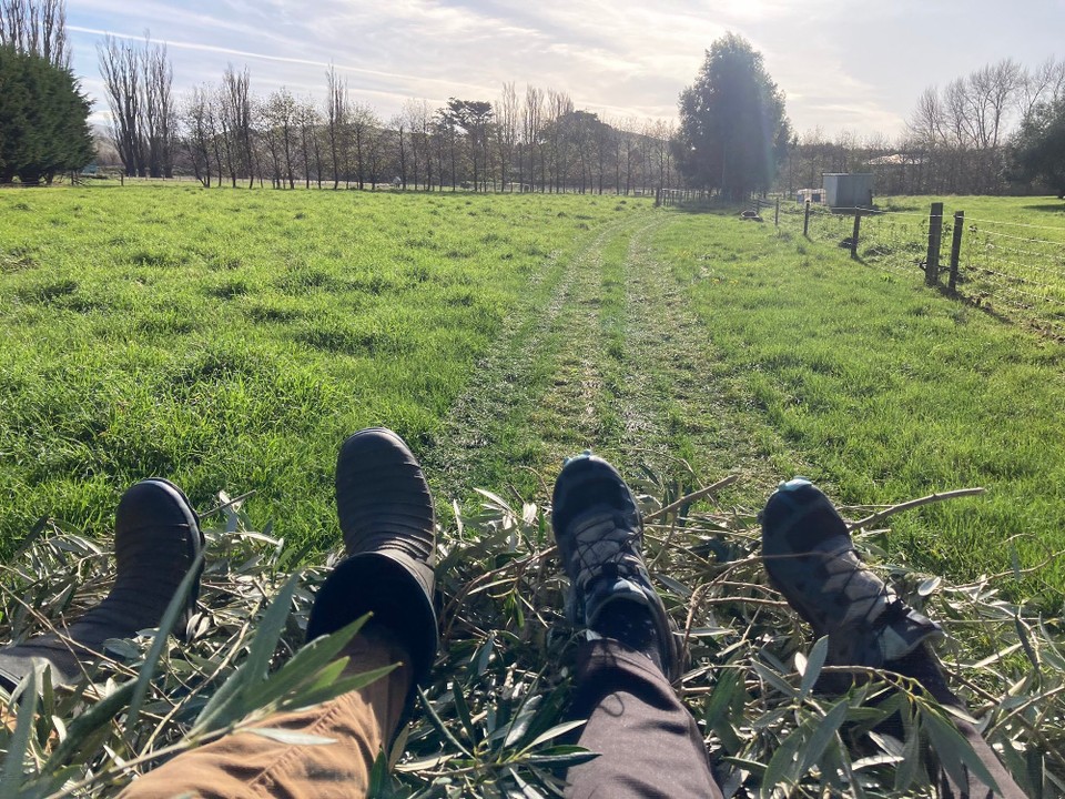 Neuseeland - Ward - Die Oliven sind so hoch oben, dass wir ein Stück von den Bäumen abschneiden müssen um sie zu bekommen 😅 und dann werden die Reste abtransportiert