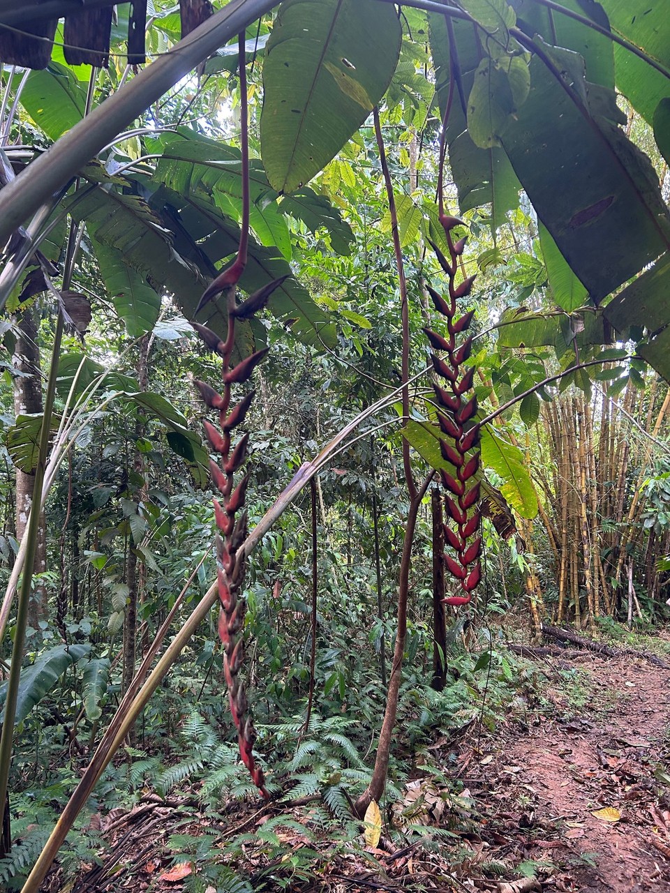 Costa Rica - Nationalpark Corcovado - 