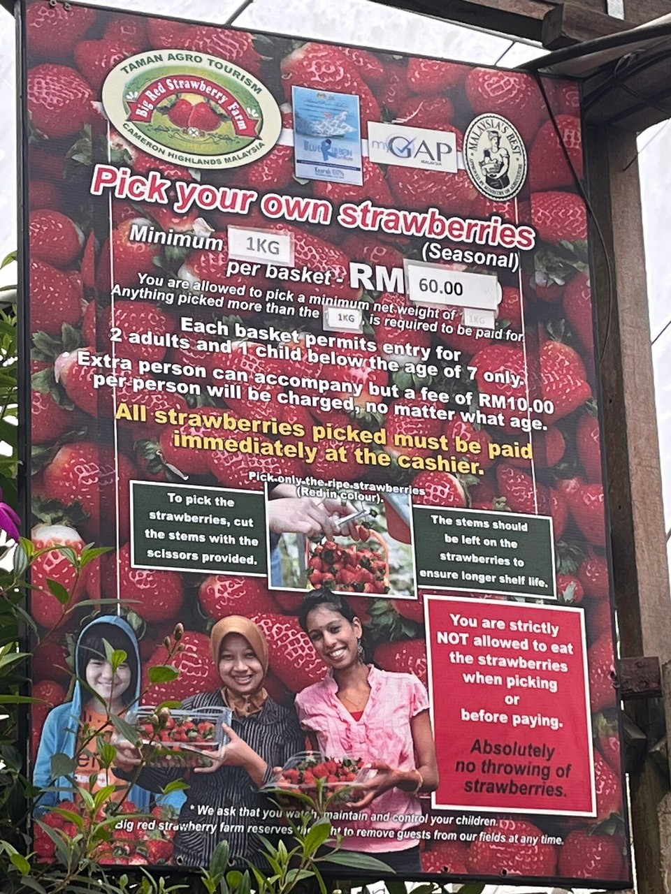 Malaysia - Tanah Rata - 