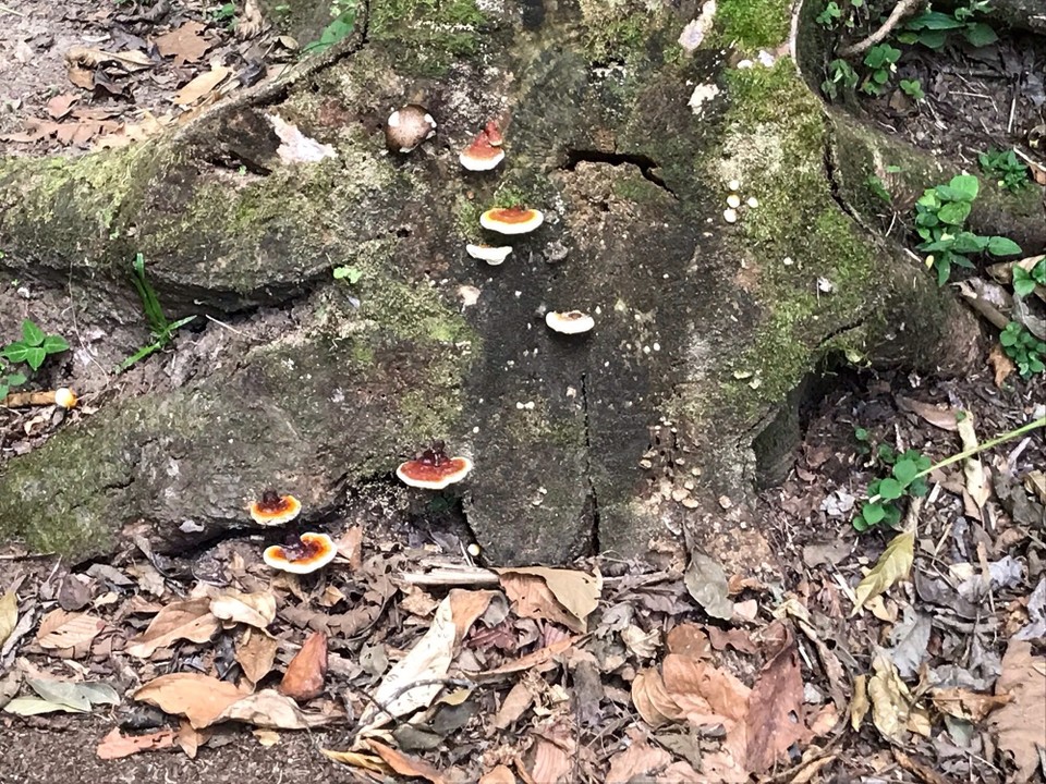 Costa Rica - Sarapiqui - 