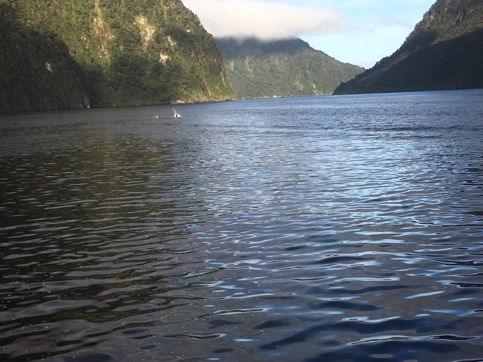 Neuseeland - Milford Sound - Und dann bewegt sich plötzlich ganz weit hinten im Fjord etwas ...