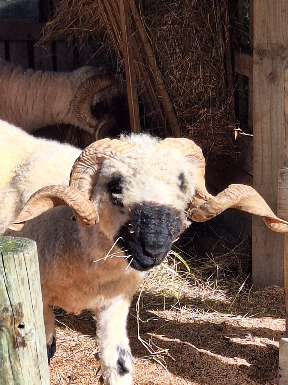Neuseeland - Christchurch - Walliser Schaf