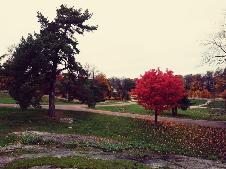 Finnland - Helsinki - Herbst mal rot