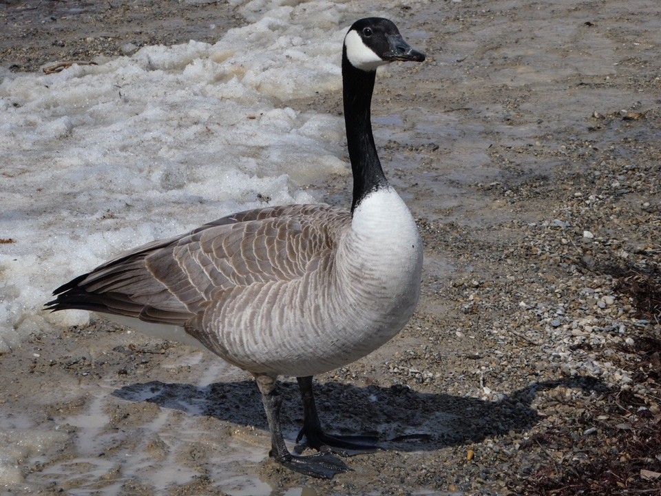 Canada - Calgary - 