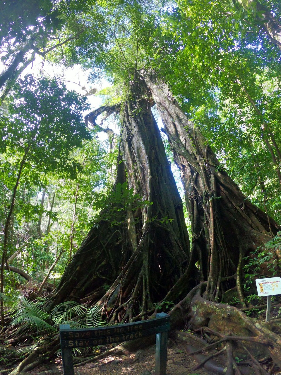 Australien - Mossman Gorge - Die GoPro macht‘s möglich. Der 30 m Baumriese mit dem Weitwinkel aufgenommen. 