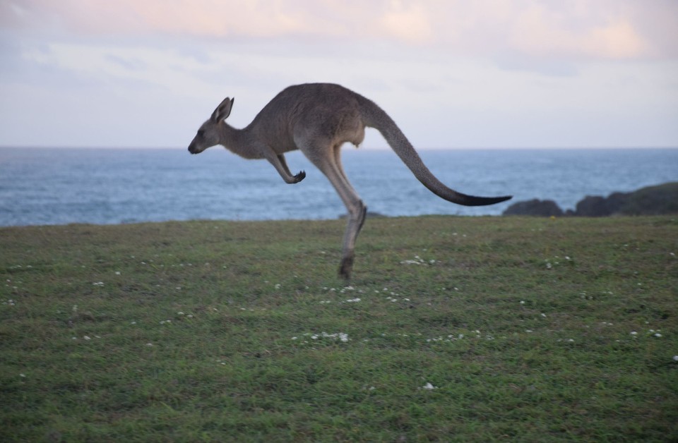 Australien - Coffs Harbour City - 