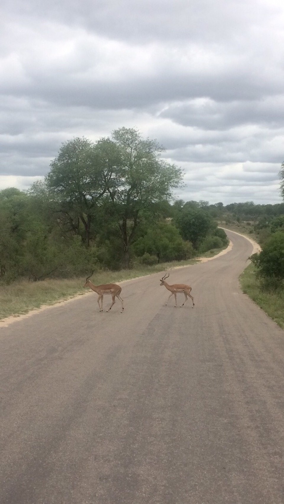 Südafrika -  - 