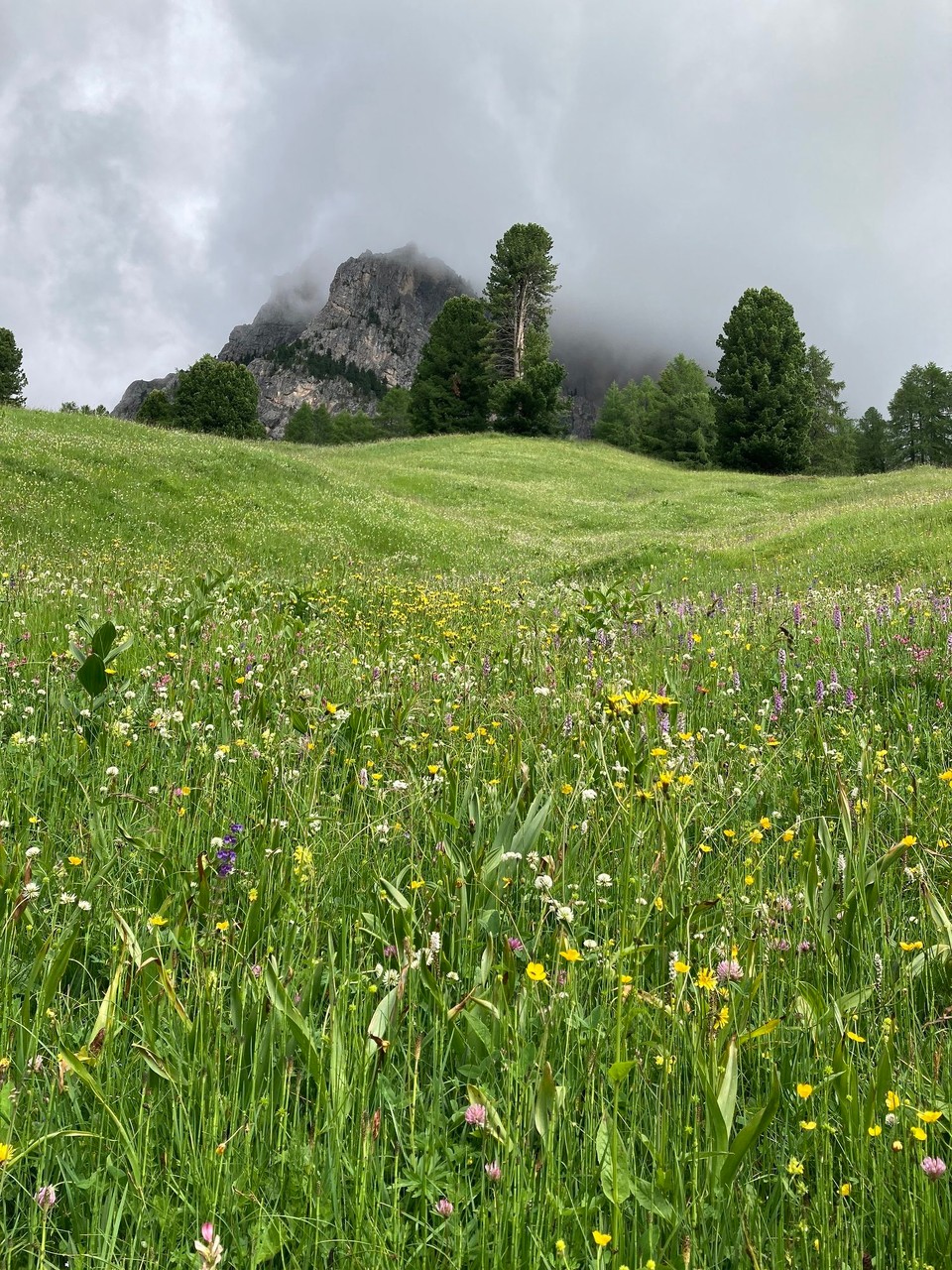 Italien - St. Christina in Gröden - Blumenwiese auf dem Weg zur Juac