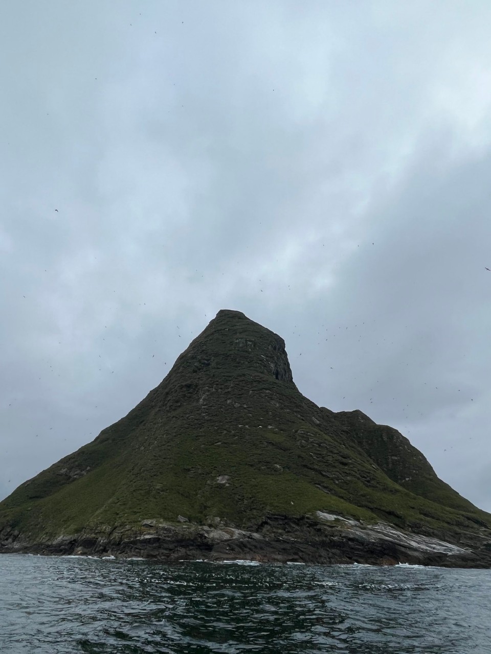 Norwegen - Bleik - Außer den Papageientauchern leben auch andere Vogelarten auf der Bleiksøya, z.B. Seeadler