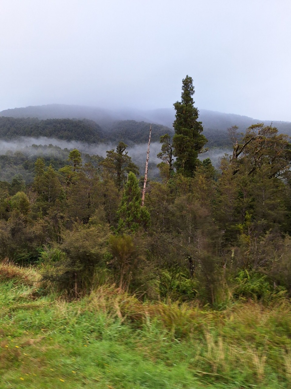 Neuseeland - Franz-Josef-Gletscher - Frühnebel und .....
