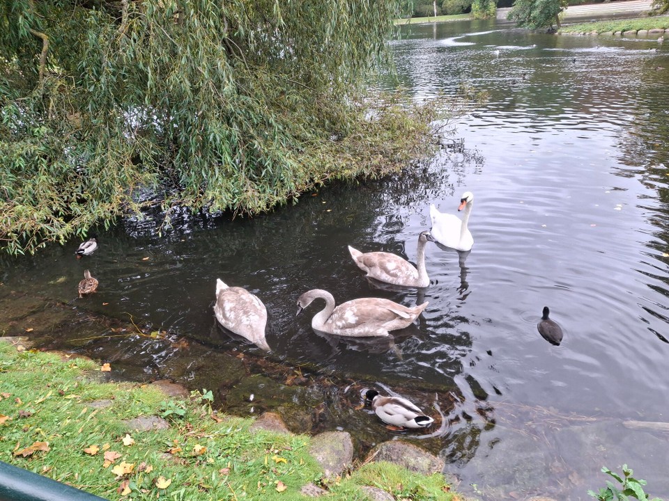 Schweden - Slottsparken - 