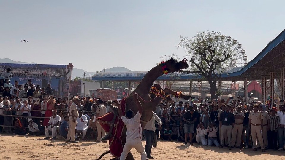Indien - Pushkar - 