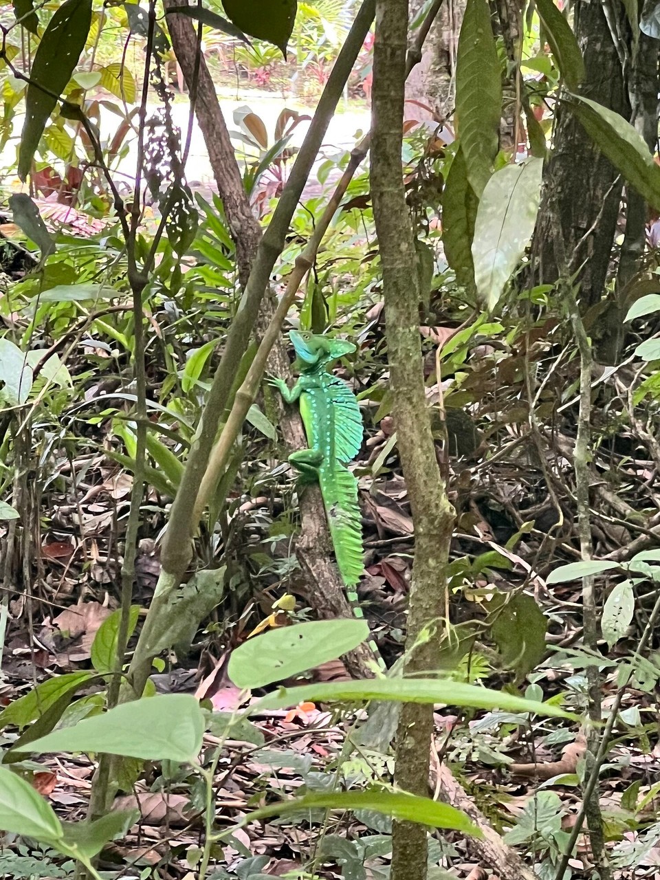 Costa Rica - La Fortuna - Und de chan über s‘wasser renne, müend mal google, gseht sehr lustig us. Er het eus sis Talent aber nit präsentiert. 