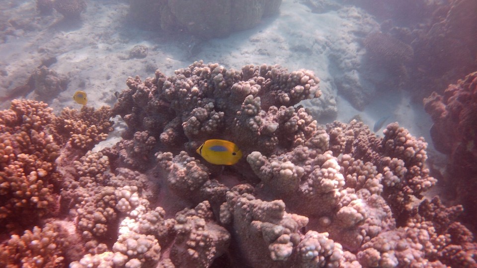 Australien - Cape Range National Park - en andera Falterfisch...