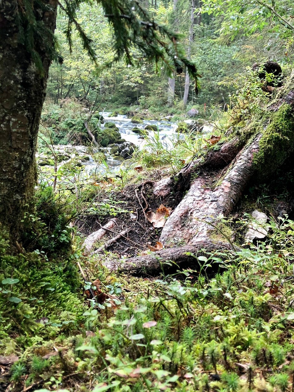 Österreich - Torren - Spaziergang Gollinger Wasserfall