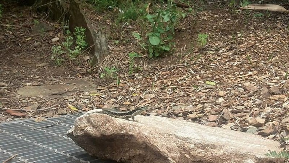 Australia - Adelaide - A photogenic lizard by Waterfall Gully. It kept posing for us. "Have you got one of my good side?" it said.