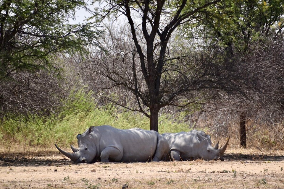 Botsuana -  - Es ziehen ca. 40 Breit- und Spitzmaulnashörner durch das 3585 Hektar große Schutzgebiet und lassen sich so gut beobachten. Die vom Aussterben bedrohten Tiere werden rund um die Uhr überwacht.