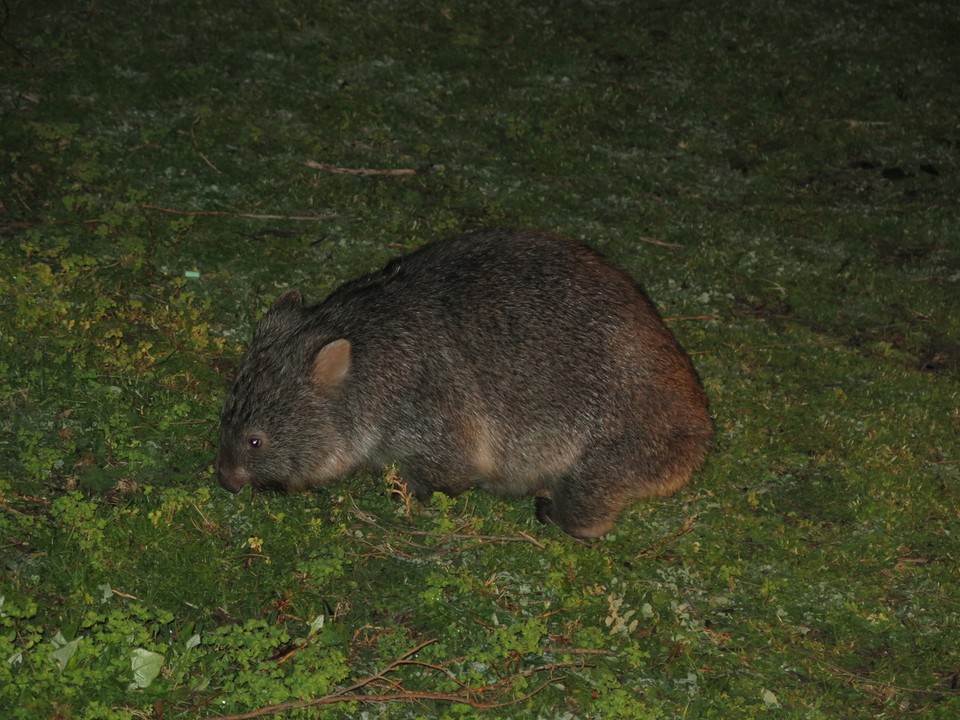 Australia - Wilsons Promontory - 