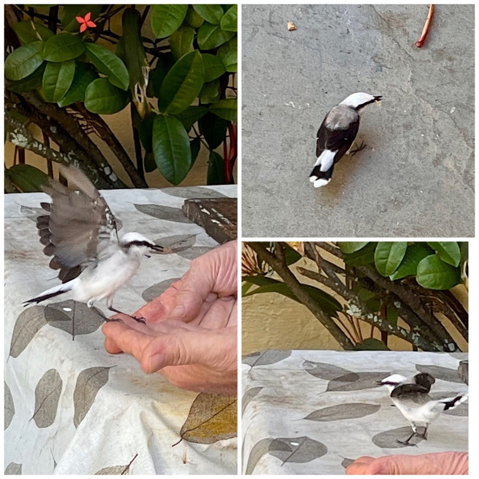 Brasilien - Salvador - 