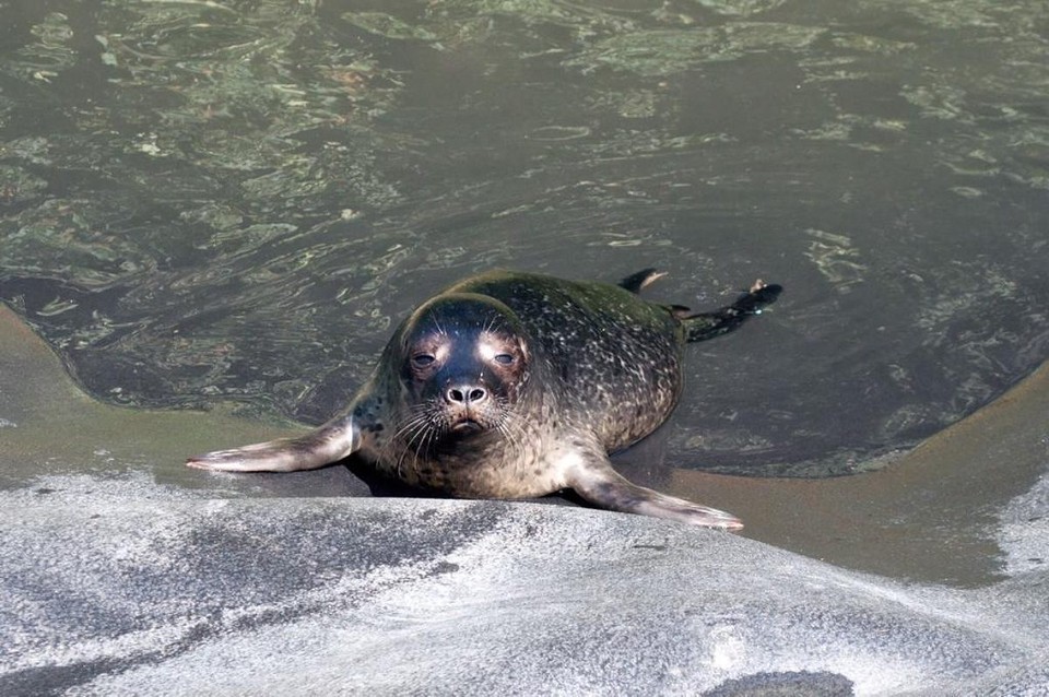 United Kingdom - Walton On The Naze - N-004 has been named Nore by Ireland Seal Rescue. The River Nore has its source in Tipperary and, along with the Rivers Suir and Barrow, runs into Waterford. The Nore, however, is also a sandbank in the Thames Estuary.