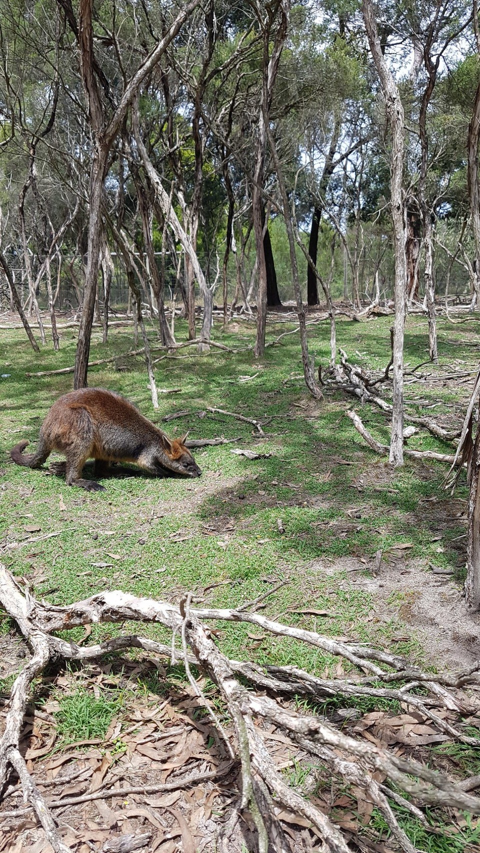 Australien - Phillip Island - Wallaby