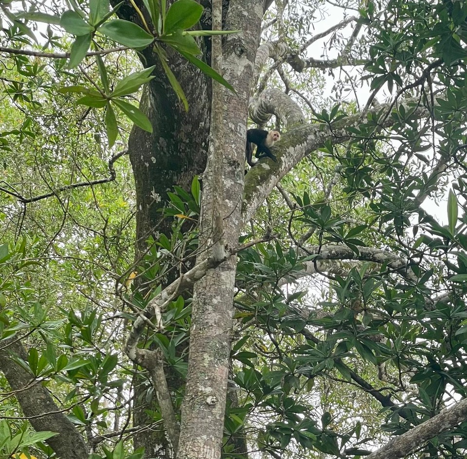 Costa Rica - Osa - Bereits auf der Bootsfahrt durch die Mangroven konnten wir einige Tiere entdecken 🐒🐍