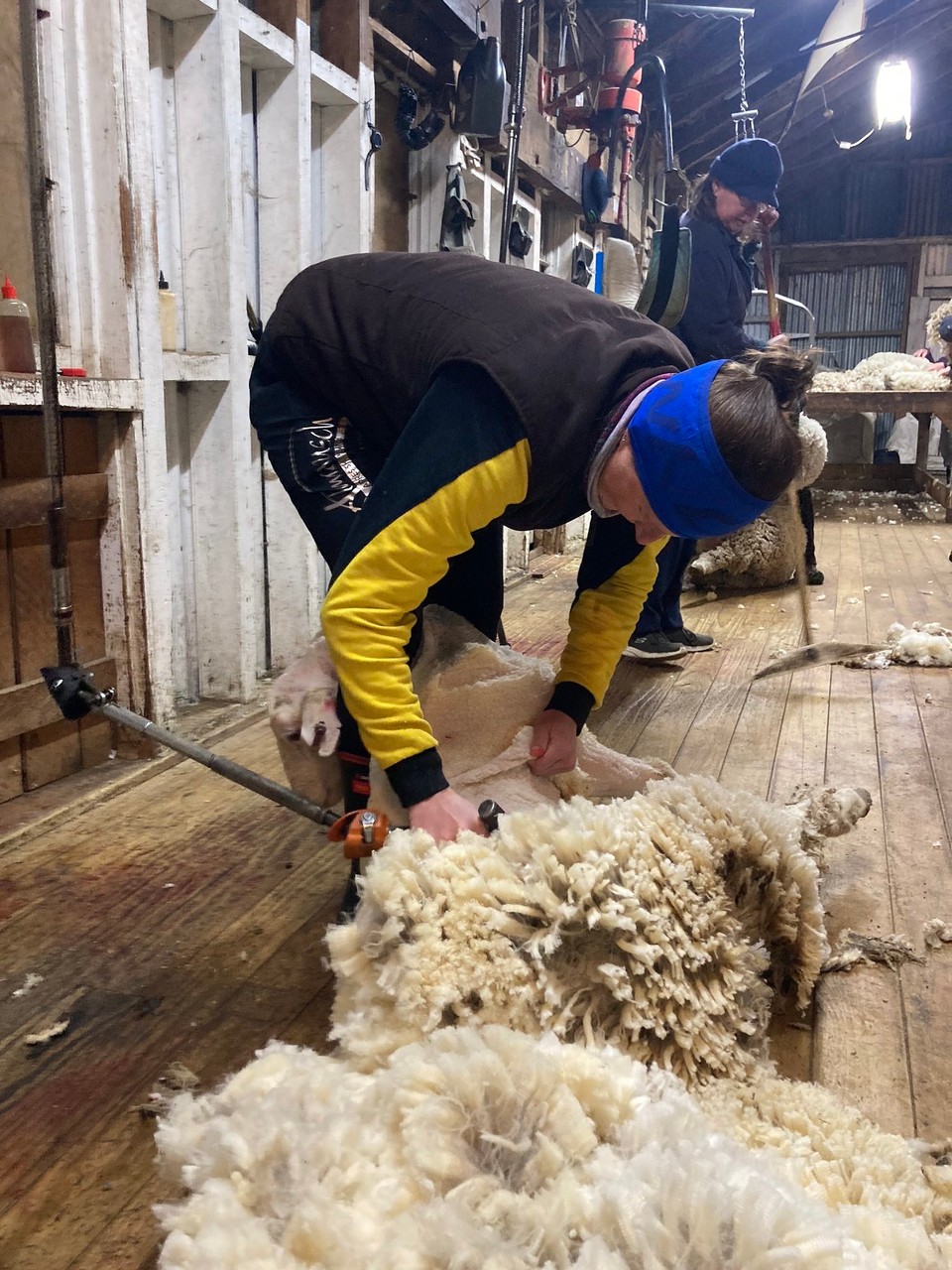 Neuseeland - Ward - Einen Tag später, nochmal früh aufstehen, geht es zurück auf die Farm - ich darf das 7 Uhr Startschaf schären 🤪 (Bevor um 10 Uhr der normale Olivenalltag wieder für uns beginnt 😅)
Es ist definitiv viel komplizierter als es sowieso schon aussieht 🙈