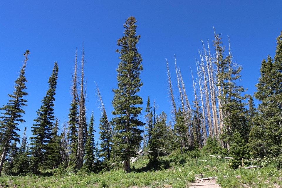 USA - Cannonville - Cedar Breaks NM